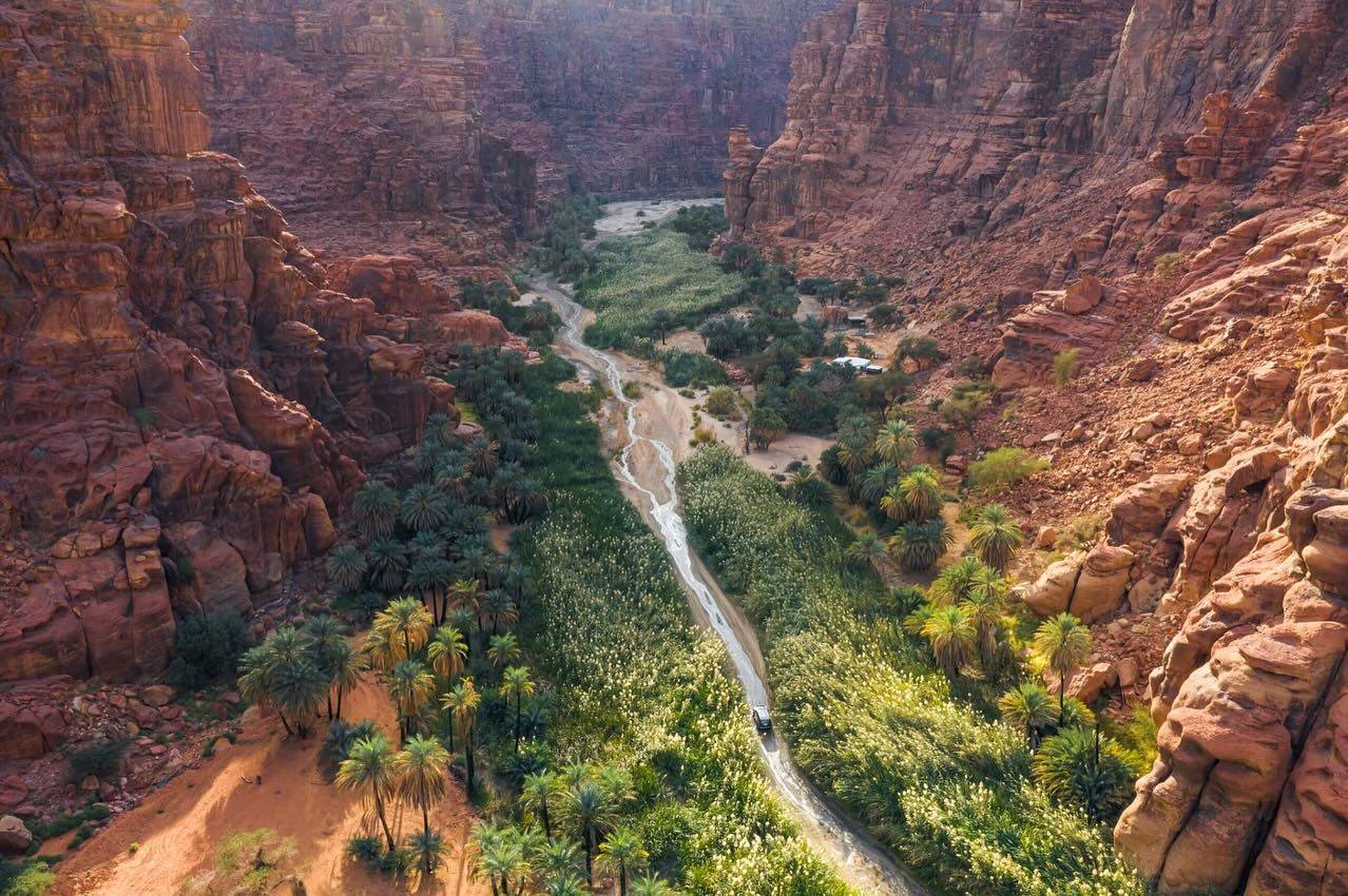 إنجاز غير مسبوق في صحراء السعودية.. كيف نجحت محمية ولي العهد في فك شفرة "شبح الصحراء"؟