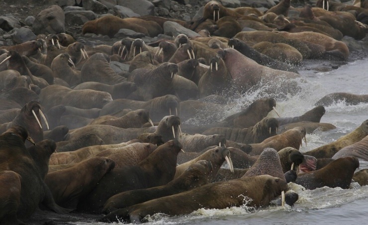زلازل بحر قزوين تفتح لغز النفوق الجماعي للطيور والفقمات