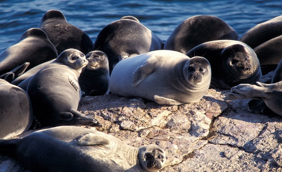 زلازل بحر قزوين تفتح لغز النفوق الجماعي للطيور والفقمات