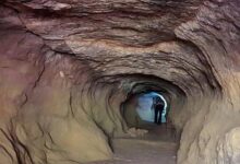 صورة فهود محنطة في كهوف الشمال.. اكتشاف علمي يفتح أسرار الحياة البرية القديمة في صحراء السعودية