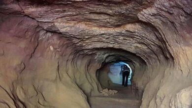 صورة فهود محنطة في كهوف الشمال.. اكتشاف علمي يفتح أسرار الحياة البرية القديمة في صحراء السعودية