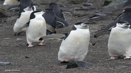 زلازل بحر قزوين تفتح لغز النفوق الجماعي للطيور والفقمات