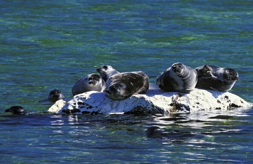 زلازل بحر قزوين تفتح لغز النفوق الجماعي للطيور والفقمات