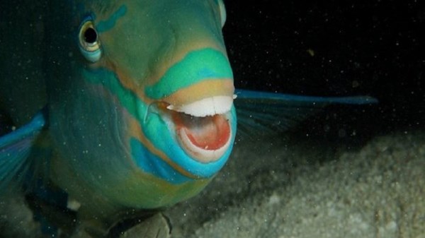 الحريد يعود إلى فرسان.. سمك الببغاء يكتب قصة تكاثر سنوية تحميه وتُنعش البحر الأحمر