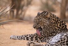 صورة النمر العربي يعود إلى واجهة المشهد في العُلا… معركة إنقاذ بين التاريخ والبيئة