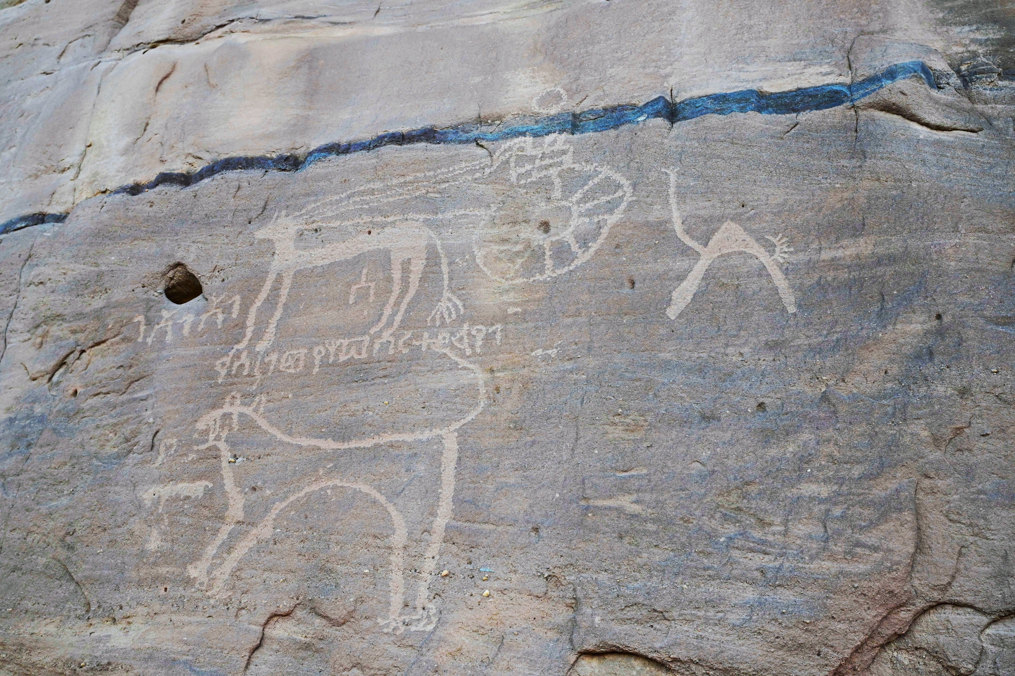 النمر العربي يعود إلى واجهة المشهد في العُلا… معركة إنقاذ بين التاريخ والبيئة