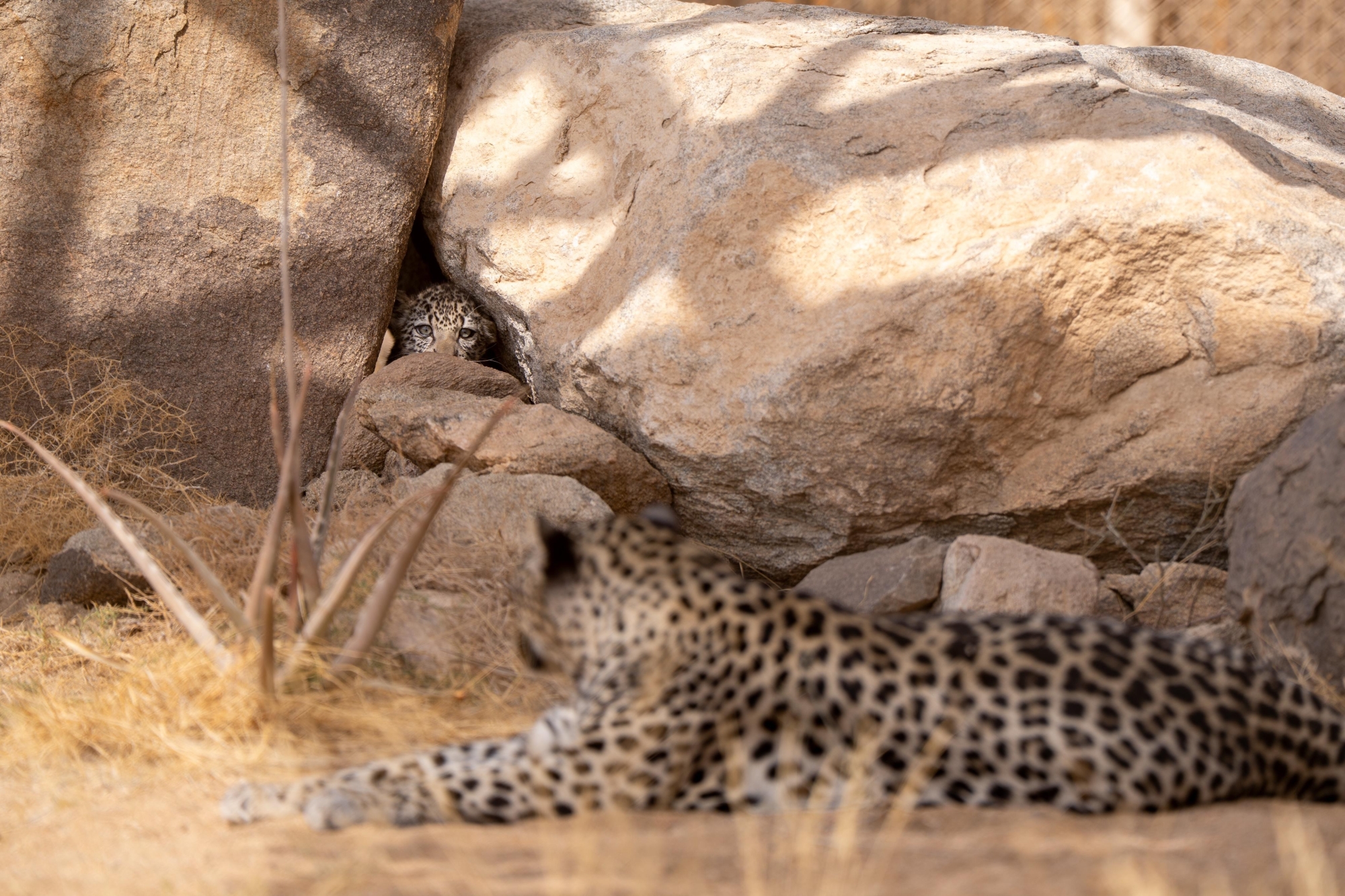 النمر العربي يعود إلى واجهة المشهد في العُلا… معركة إنقاذ بين التاريخ والبيئة