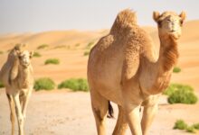 صورة جواز سفر للإبل.. خطوة سعودية تنظّم القطاع وترفع قيمته عالميًا