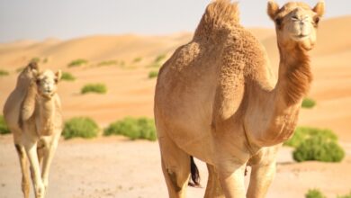 صورة جواز سفر للإبل.. خطوة سعودية تنظّم القطاع وترفع قيمته عالميًا
