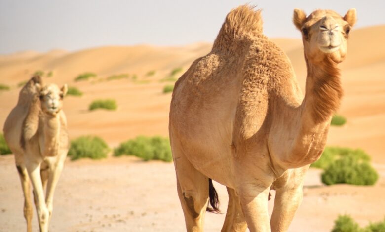 جواز سفر للإبل.. خطوة سعودية تنظّم القطاع وترفع قيمته عالميًا