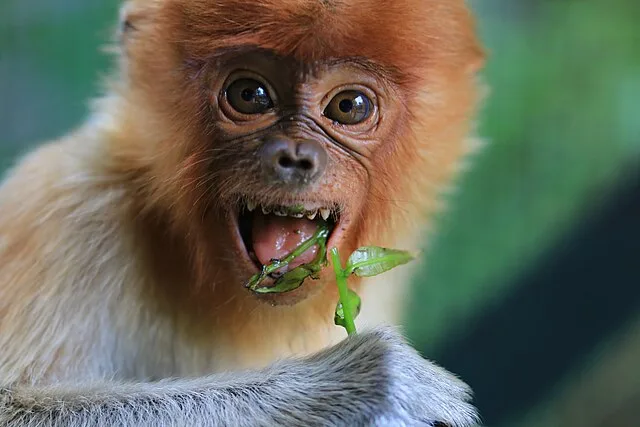 قرد يتيم يتحول إلى نجم عالمي.. كيف أسرت قصة بانش قلوب الملايين؟