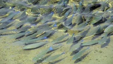 صورة الحريد يعود إلى فرسان.. سمك الببغاء يكتب قصة تكاثر سنوية تحميه وتُنعش البحر الأحمر