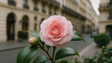 صورة كاميليا.. زهرة تحمل أسرار الجمال والقوة