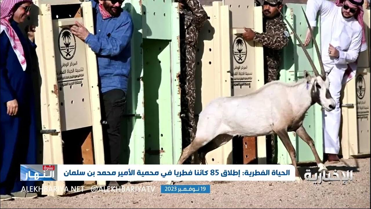 إطلاق واسع يعيد الروح للبرية السعودية ويقود عودة الأنواع المهددة