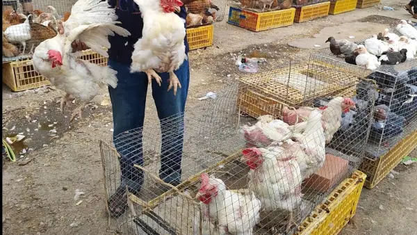 دواجن مُذابة تُباع كطازجة في الأحساء تشعل ملف سلامة الغذاء في الأسواق