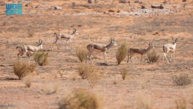 صورة إطلاق 35 كائنًا فطريًا في محمية الملك عبدالعزيز يعزز استعادة التوازن البيئي