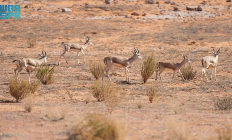 إطلاق 35 كائنًا فطريًا في محمية الملك عبدالعزيز يعزز استعادة التوازن البيئي