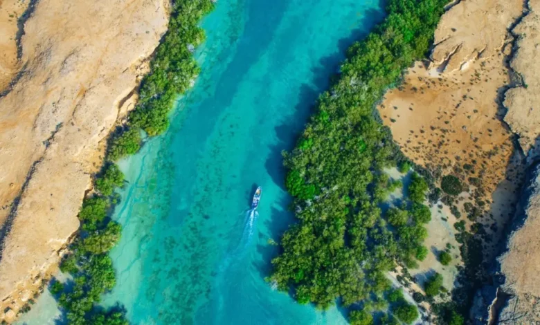 هجرة الحريد إلى فرسان… ظاهرة بحرية سنوية تصنع مشهدًا بيئيًا نادرًا في السعودية