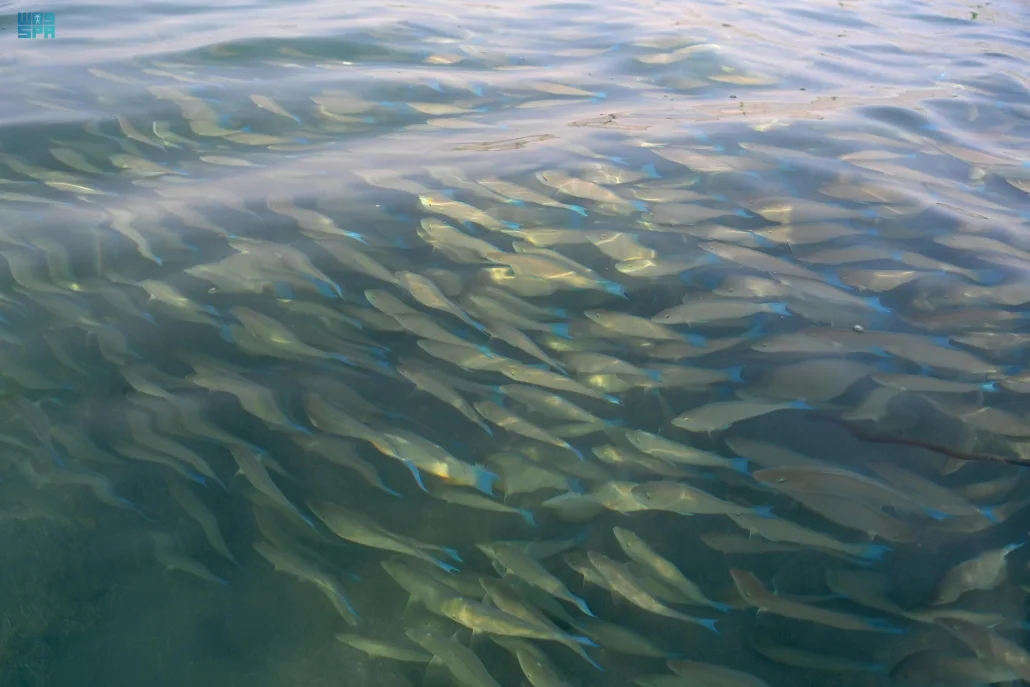 هجرة الحريد إلى فرسان… ظاهرة بحرية سنوية تصنع مشهدًا بيئيًا نادرًا في السعودية