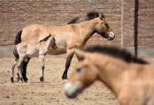 صورة في عام الحصان.. حديقة حيوانات تايوان تجذب الأضواء بخيول مهددة بالانقراض