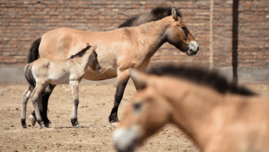صورة في عام الحصان.. حديقة حيوانات تايوان تجذب الأضواء بخيول مهددة بالانقراض