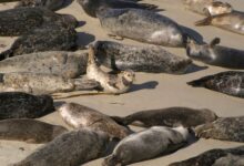 صورة زلازل بحر قزوين تفتح لغز النفوق الجماعي للطيور والفقمات