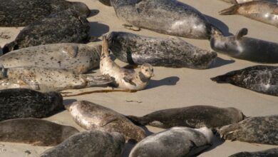 صورة زلازل بحر قزوين تفتح لغز النفوق الجماعي للطيور والفقمات
