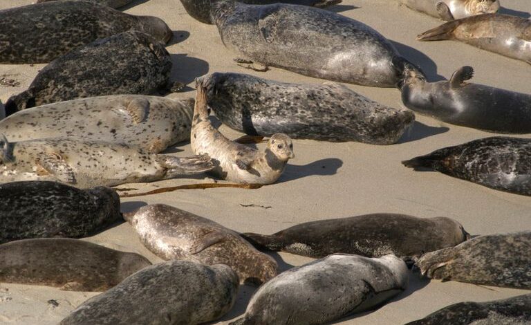 زلازل بحر قزوين تفتح لغز النفوق الجماعي للطيور والفقمات