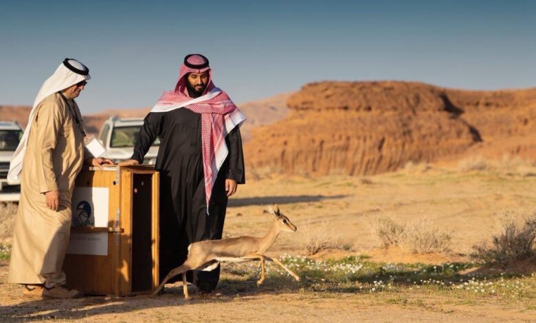 إنجاز غير مسبوق في صحراء السعودية.. كيف نجحت محمية ولي العهد في فك شفرة "شبح الصحراء"؟
