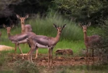 صورة محمية جزر فرسان السعودية تحصد اعترافاً دولياً في الإدارة البيئية