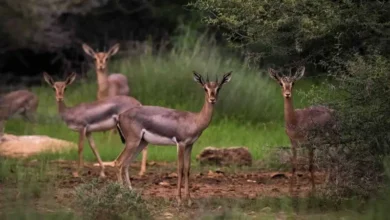 صورة محمية جزر فرسان السعودية تحصد اعترافاً دولياً في الإدارة البيئية