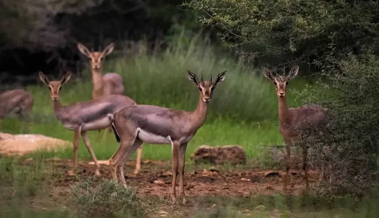 محمية جزر فرسان السعودية تحصد اعترافاً دولياً في الإدارة البيئية