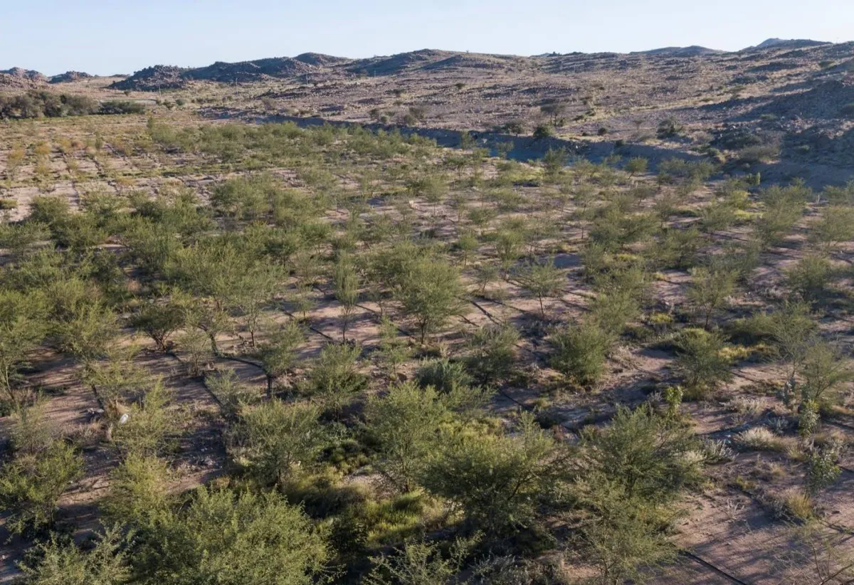 السعودية الخضراء.. كيف تحولت الرؤية إلى واقع ملموس؟