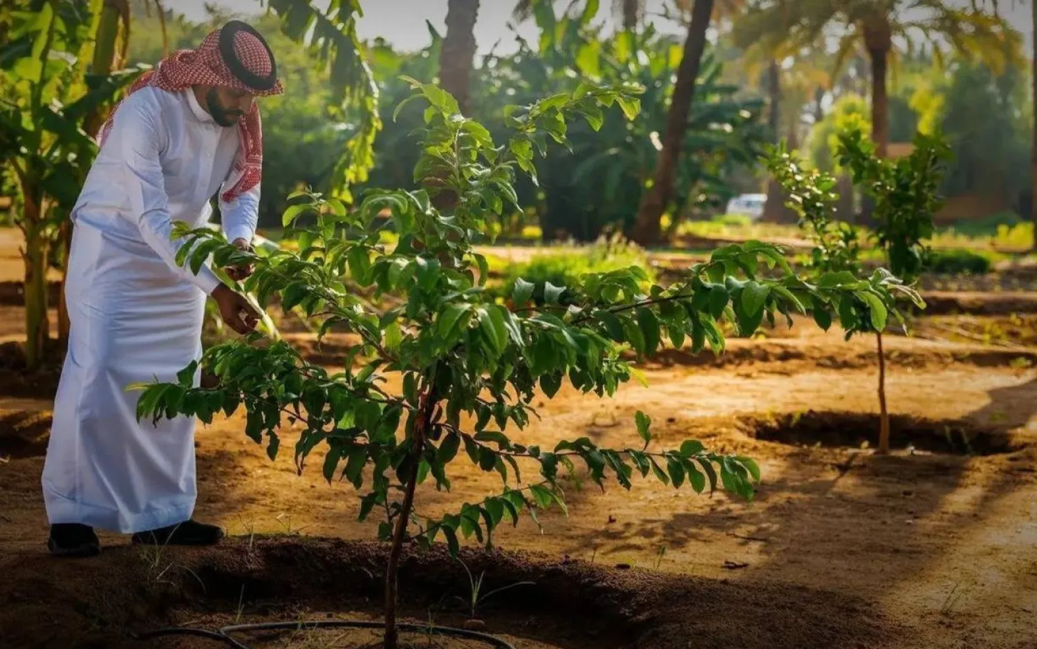 السعودية الخضراء.. كيف تحولت الرؤية إلى واقع ملموس؟